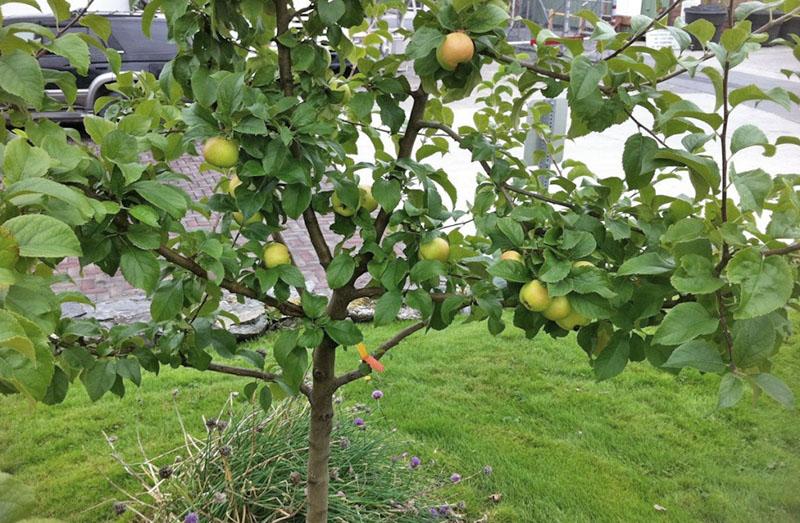 hur man odlar ett äppelträd från en utsäde