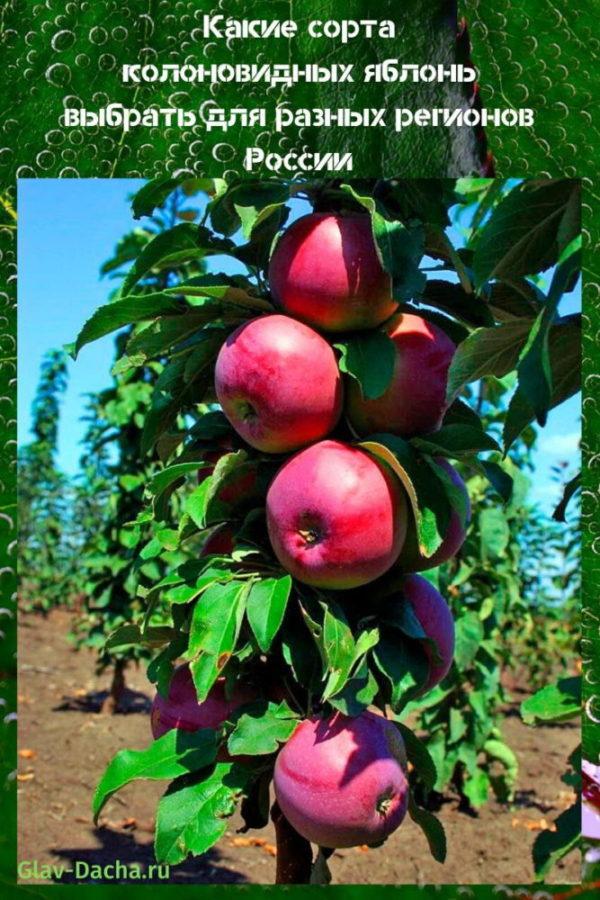 odrůdy sloupovitých jabloní