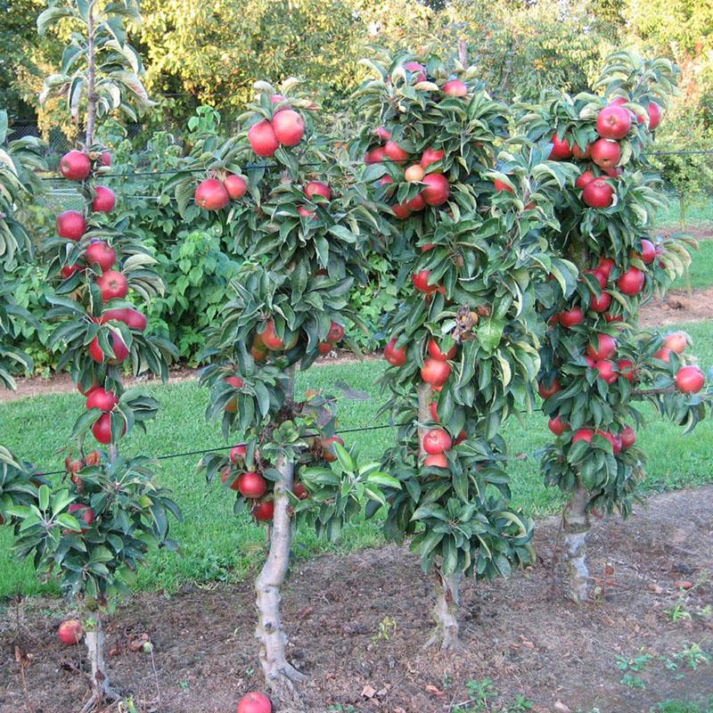 vad är skillnaden mellan sorter av kolumnära äppelträd