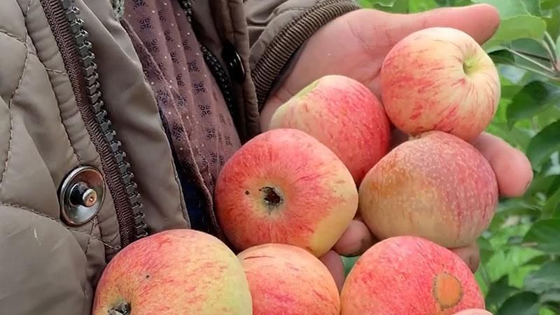 early ripening apple varieties