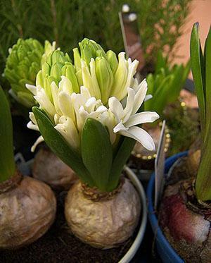 Nútenie hyacintov doma
