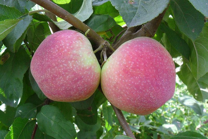 äppelträd melba frukt beskrivning