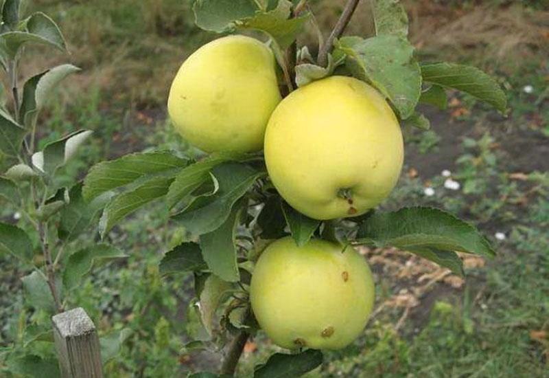 deliciosas variedades de manzanas de invierno