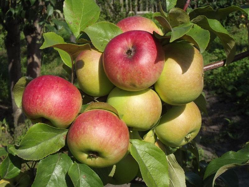 variétés hivernales de pommes à maturation précoce