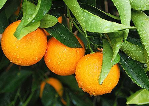 Oranges are vitamins all year round