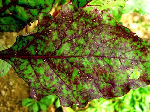 Cercosporose des feuilles de betterave