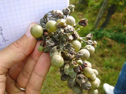 Un racimo de uvas afectado por el mildiú polvoroso