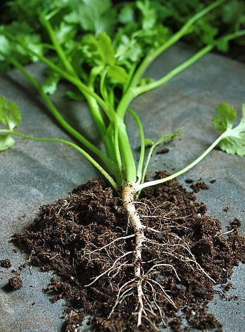 Potted Parsley Root