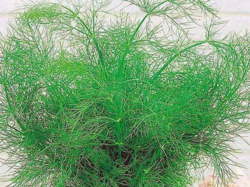 Dill bush grown on fertile soil