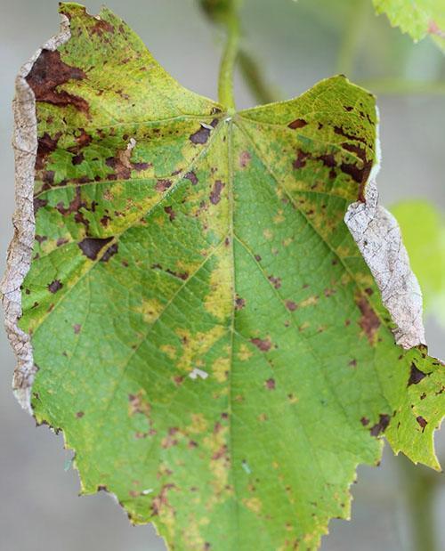 Leaf sick with mildew