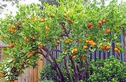 Mandarin tree ở dachas phía nam
