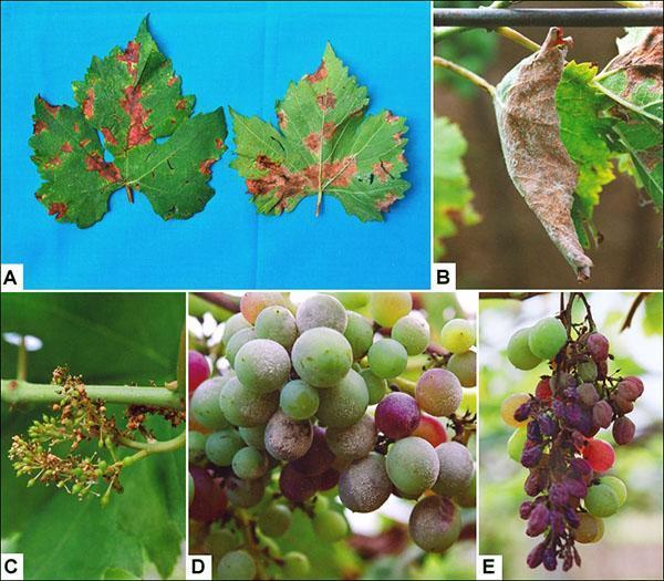 Mildew affects all parts of the vine