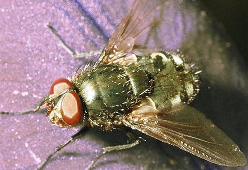 Морковната муха е един от вредителите на репичките