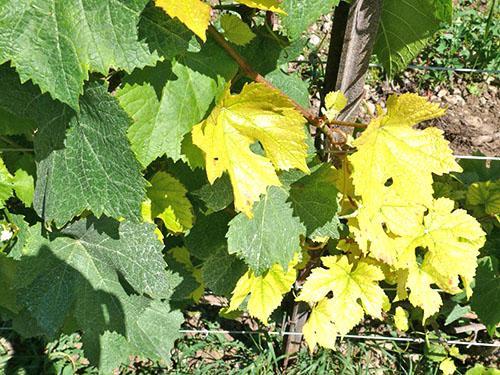 On a bush of grapes carbonate chlorosis