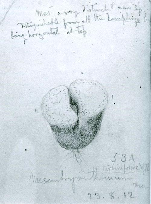 Първо изображение на литопс от ботаник