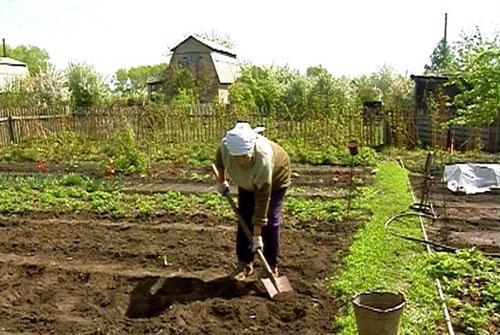 Příprava půdy pro výsadbu řepy