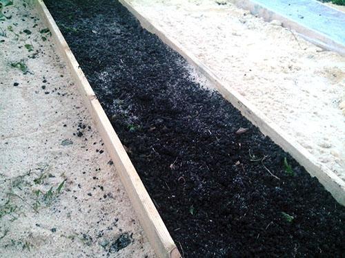 En seng klargjort for å plante persille