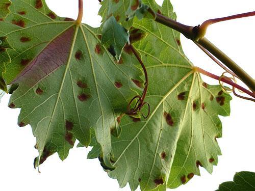 Оштећени листови винове лозе