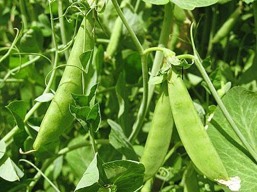 Sugar peas are good in any form