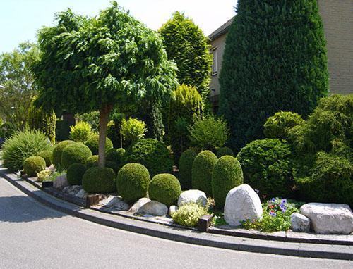 Boxwood in the design of the site