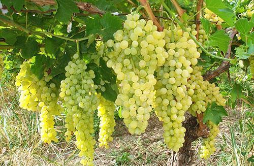 Compliance with agricultural techniques for growing grapes