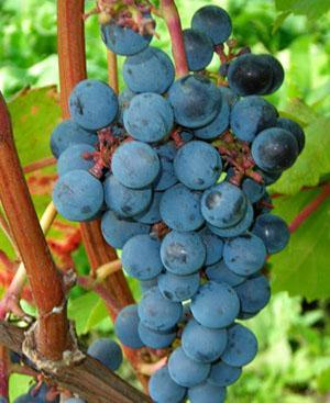 Grapes can be infested with pests