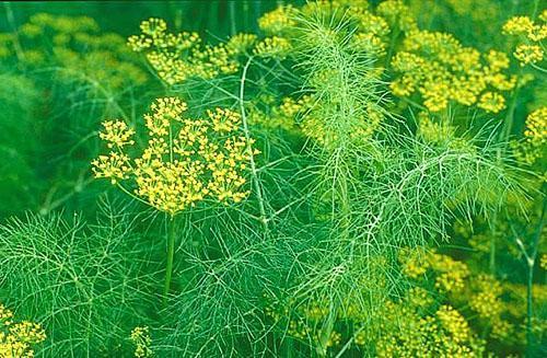 Dill ripens at their summer cottage