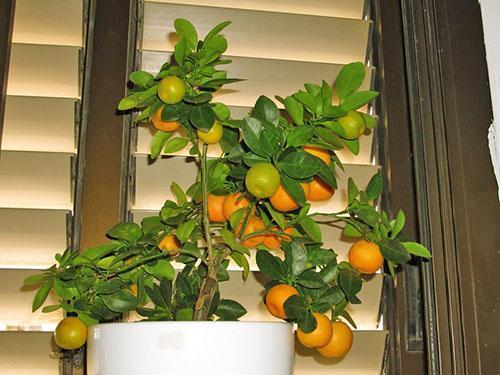 Korenie mandarínky doma