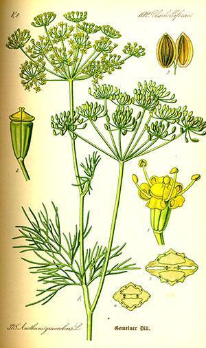 Dill seed structure