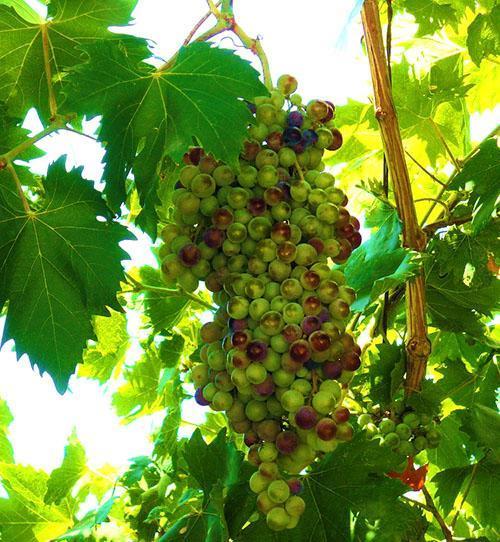 Technical grape varieties