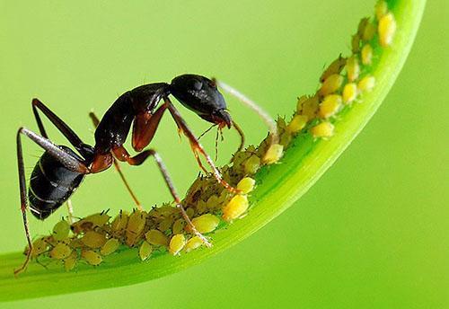 Bladlus spredes af myrer