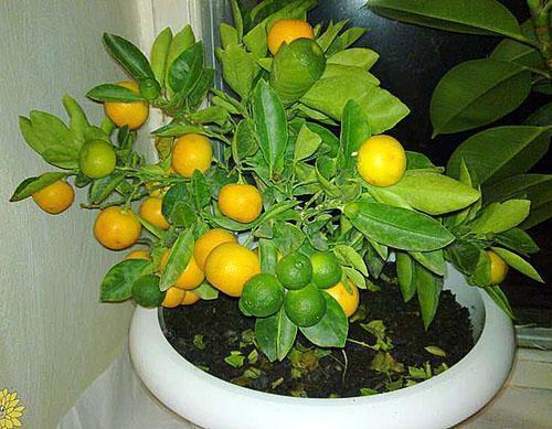 Récolter la mandarine sur le rebord de la fenêtre