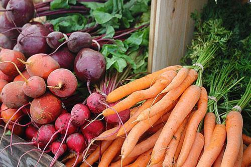 Récolte de betteraves et de carottes