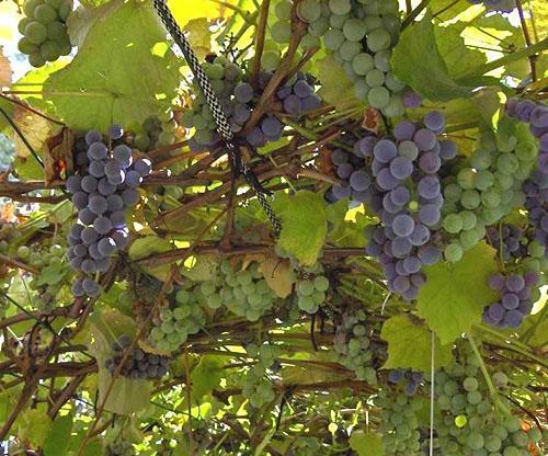 Vynuogių derlius Rytų Sibire