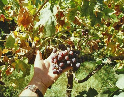 Pourquoi mes grappes de raisin sèchent ?