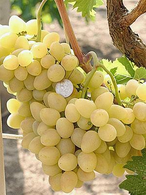Arcadia grapes