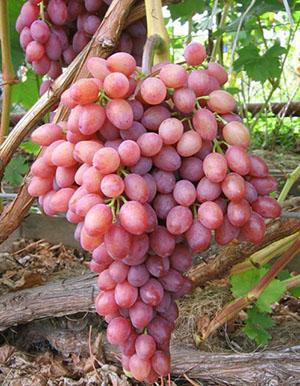 Radiant Kishmish grape