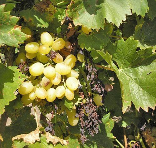Vynuogės kenčia nuo ligų