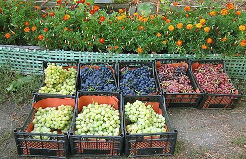 Eladó szüretelt szőlő