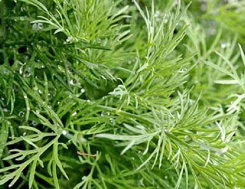 Dill pests and the fight against them