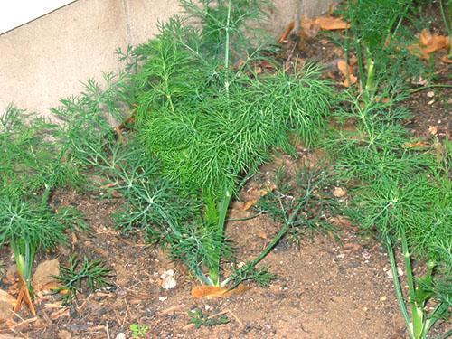 Dill planted in open ground develops well