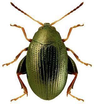 Käfer dunkelgrün