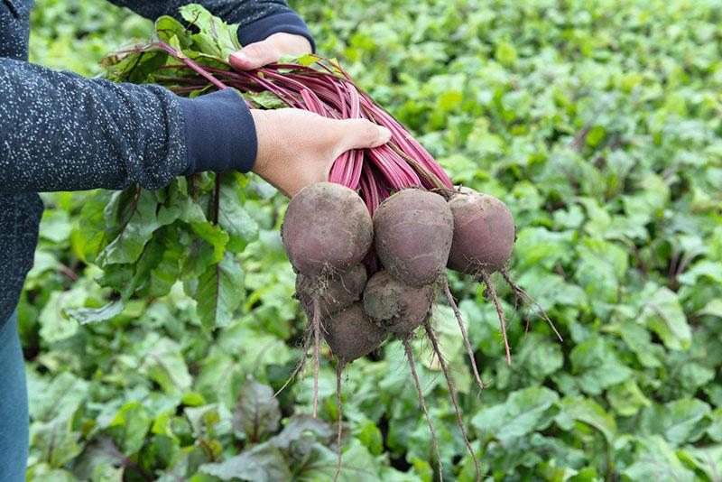 when to harvest early beetroot