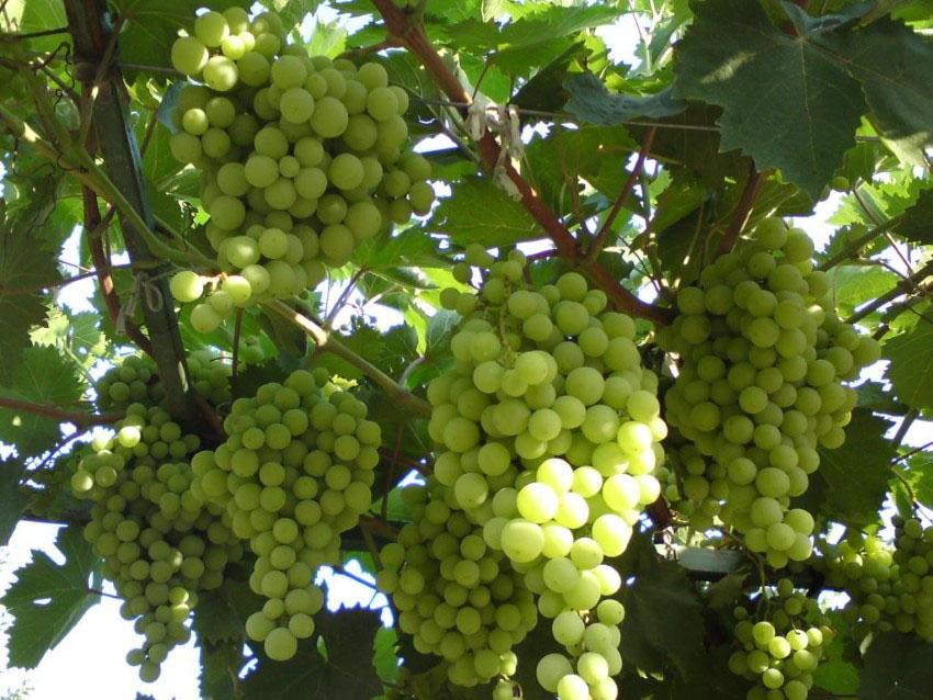 grape varieties for the country garden