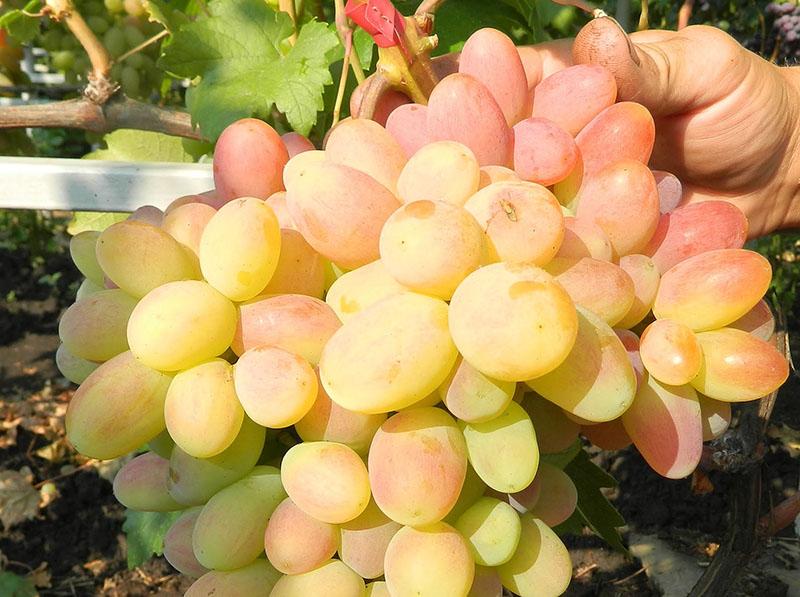 super early grape varieties