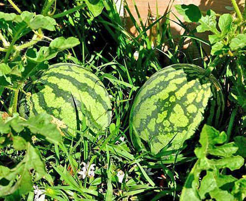 Vannmeloner i hagen på landet