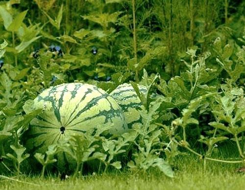 Melouny na zahradních postelích