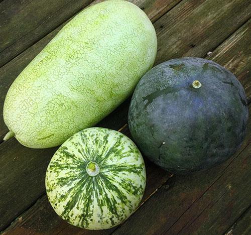 Watermelons with bark of different colors