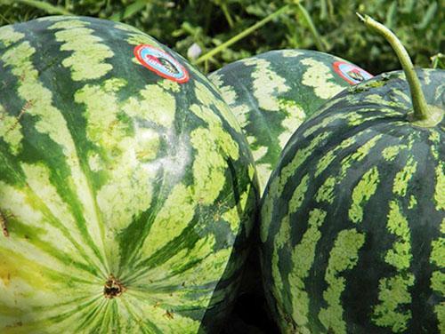 Astrachánske vodné melóny