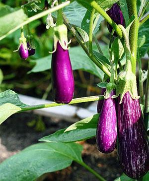 Eggplants in the country garden